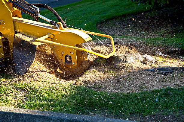 Reliable Algona, WA Tree Service Solutions